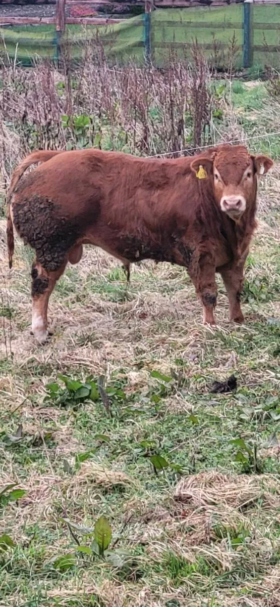 Limousin Bull - Image 1