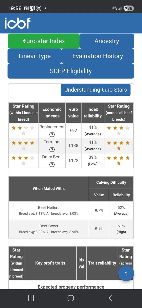 Limousin Bull - Image 2