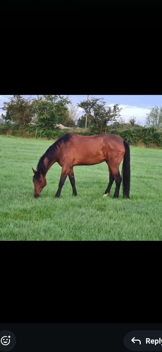 Diamont de semilly  broodmare - Image 3