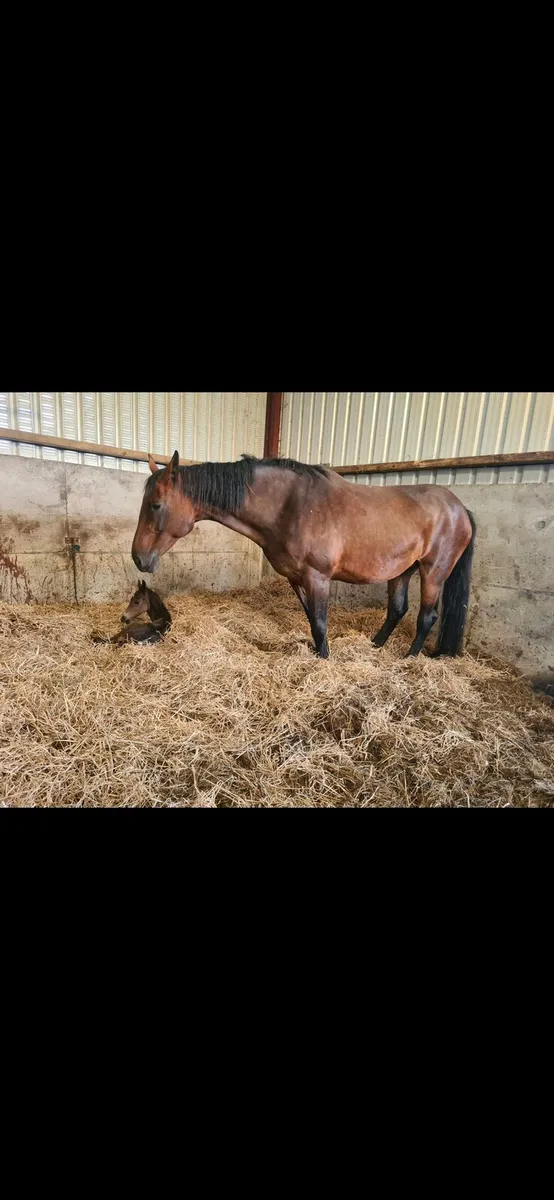 Diamont de semilly  broodmare - Image 4