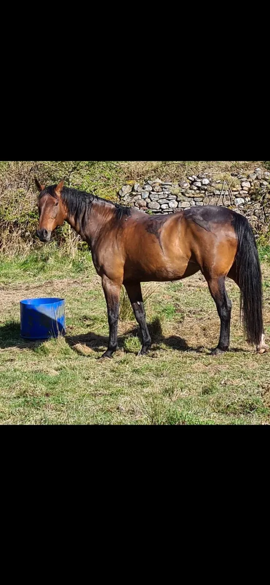 Diamont de semilly  broodmare - Image 1