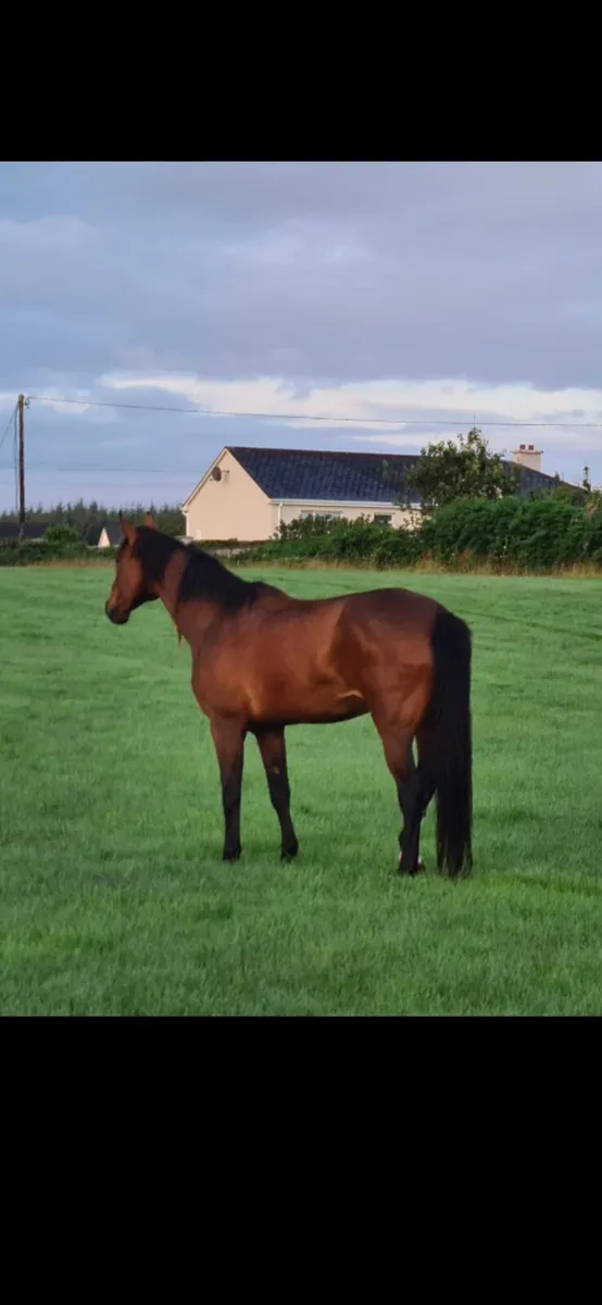 Diamont de semilly  broodmare - Image 2