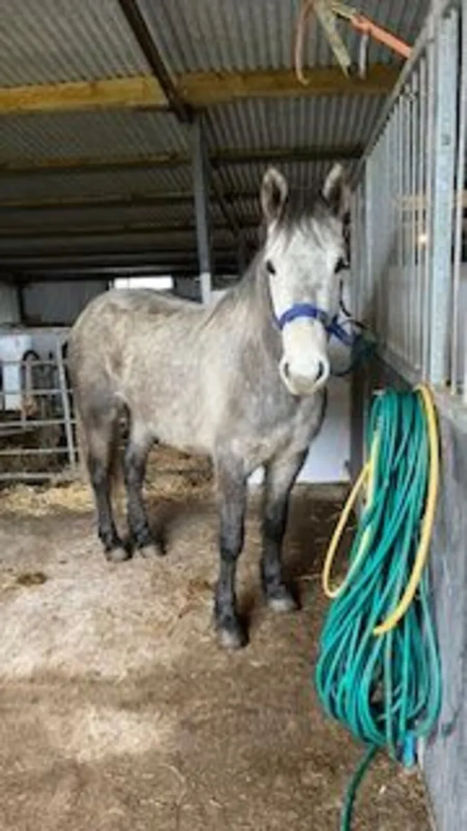 connemara 4 year old - Image 3