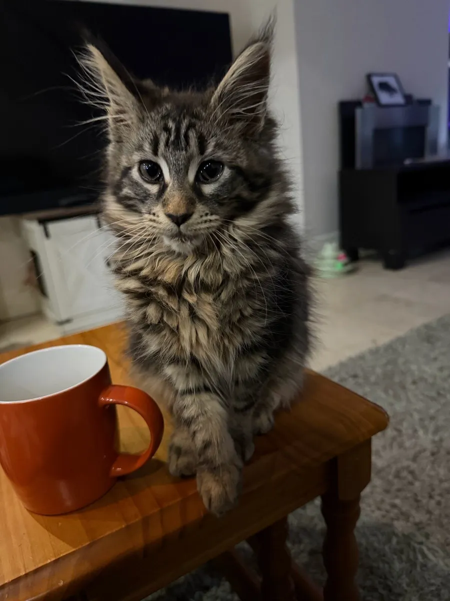 Main coon girl classic n22 - Image 2