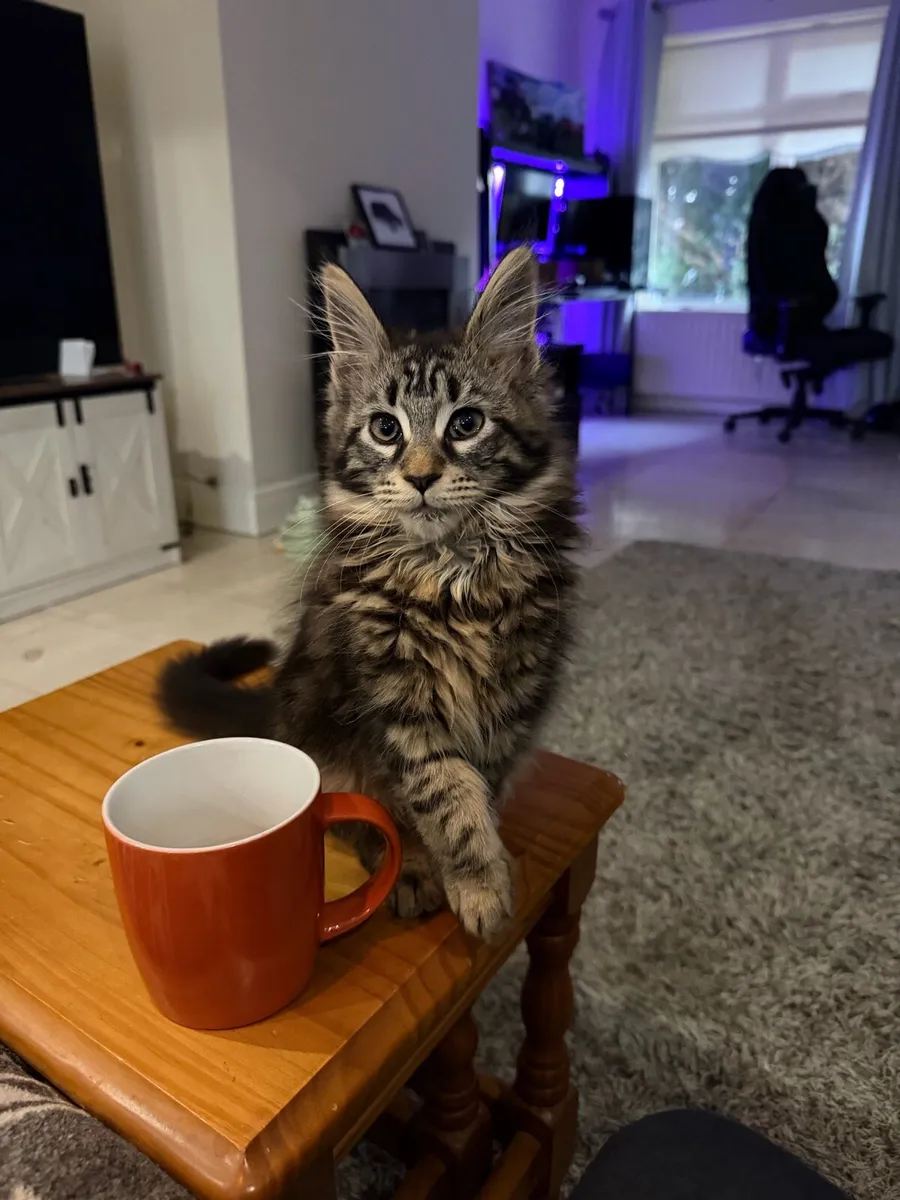 Main coon girl classic n22 - Image 1