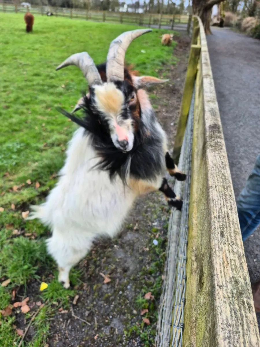 Pygmy Puck + Goats wanted - Image 1