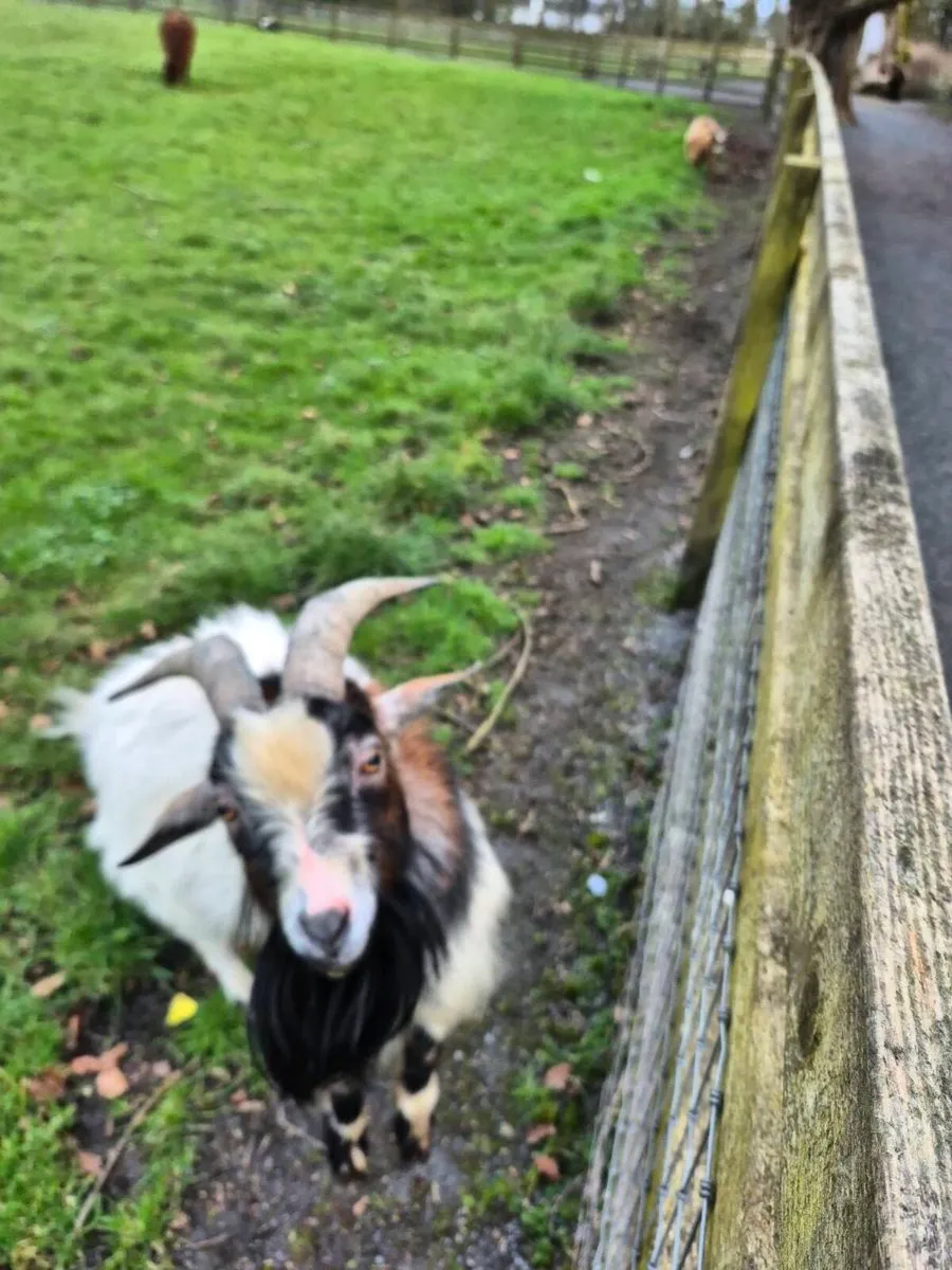 Pygmy Puck + Goats wanted - Image 2