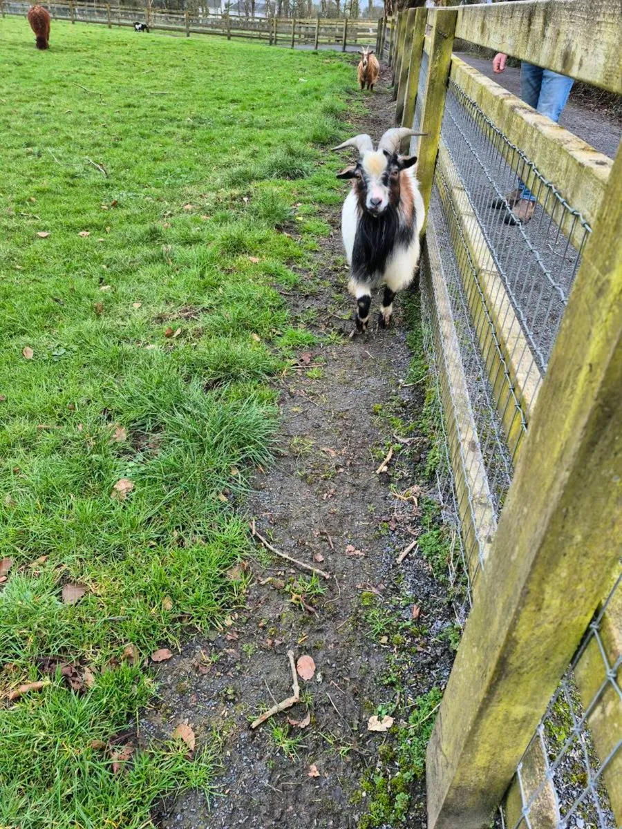 Pygmy Puck + Goats wanted - Image 3