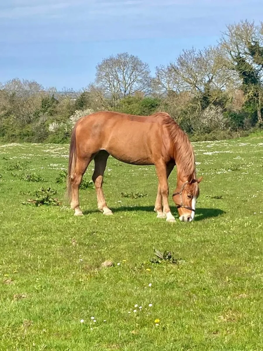 🌟 16.3HH Irish Draught Mare – 9 Years Old 🌟 - Image 3
