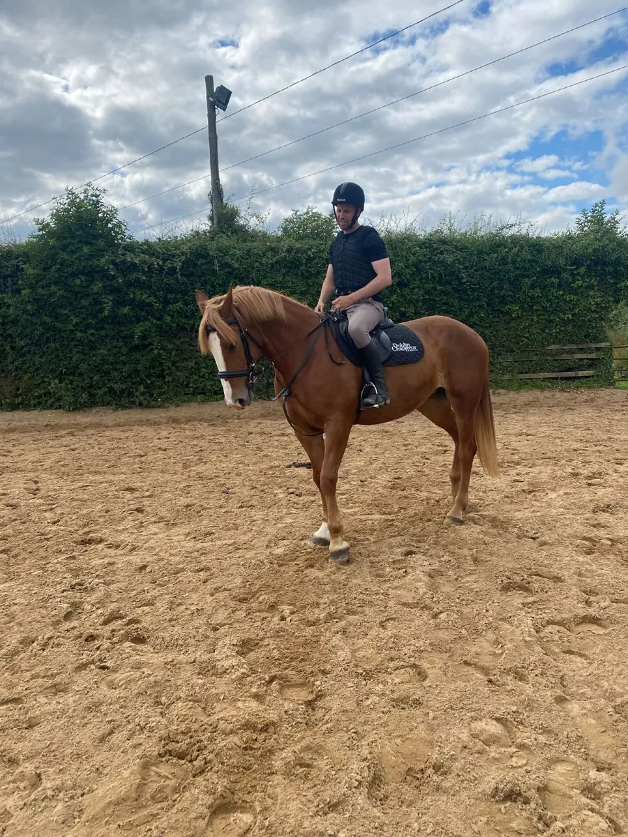 🌟 16.3HH Irish Draught Mare – 9 Years Old 🌟 - Image 2
