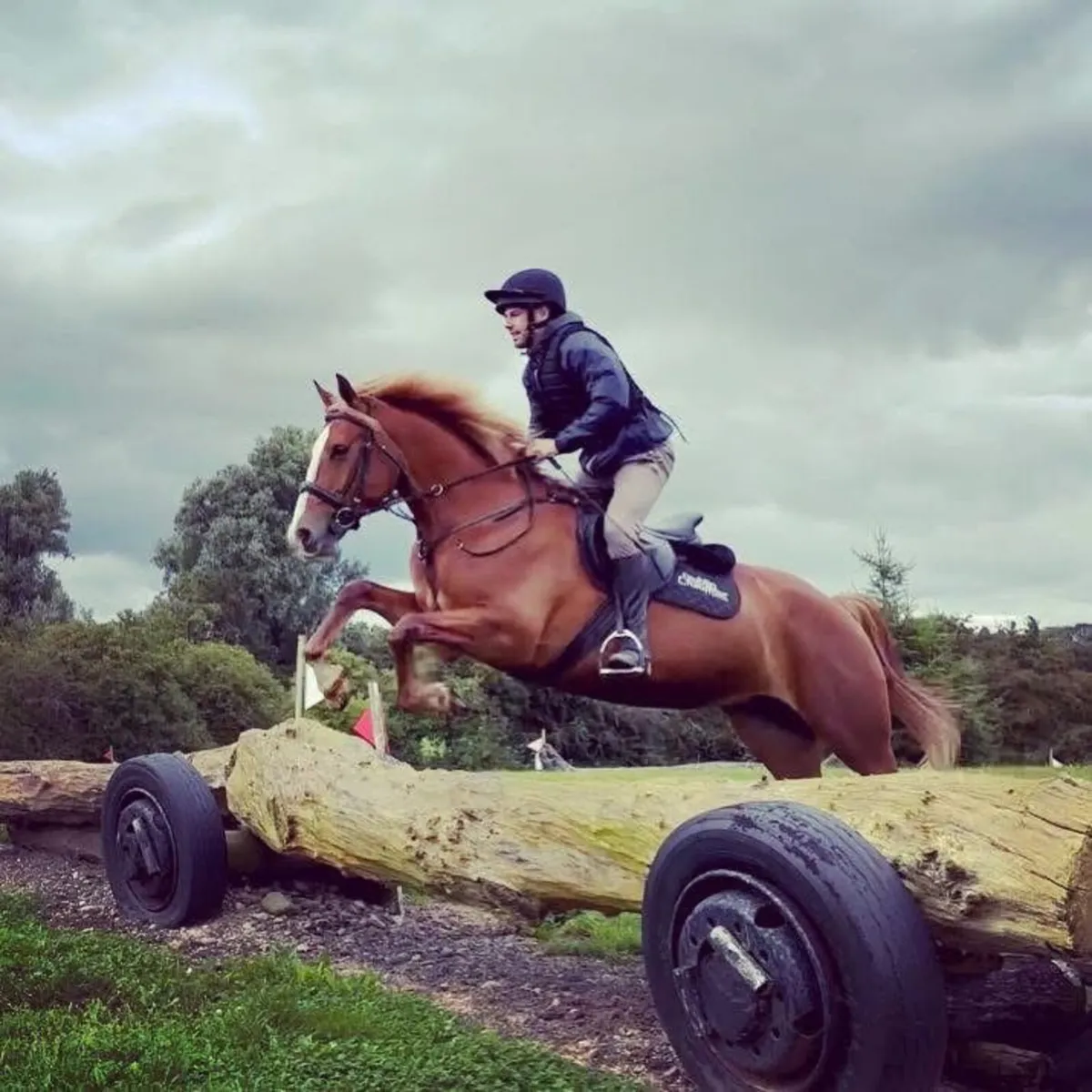 🌟 16.3HH Irish Draught Mare – 9 Years Old 🌟 - Image 4