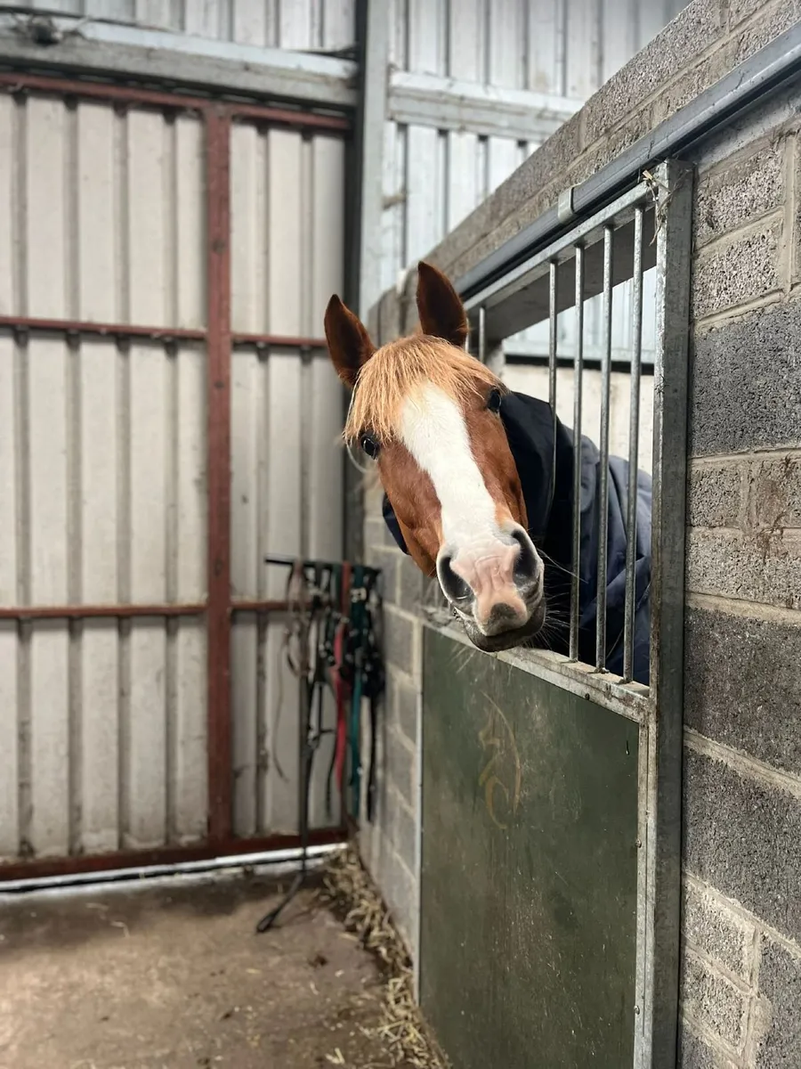 🌟 16.3HH Irish Draught Mare – 9 Years Old 🌟 - Image 1
