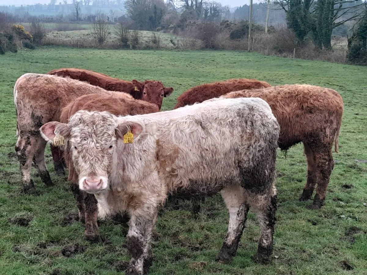 7 Smashing Bullock Weanlings - Image 1