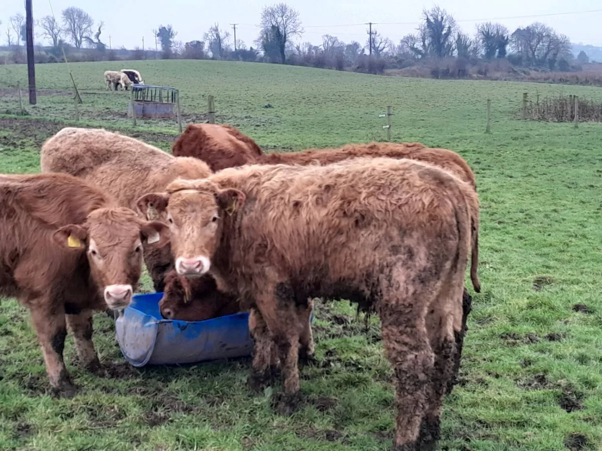 7 Smashing Bullock Weanlings - Image 2