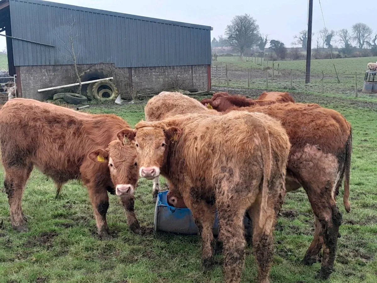 7 Smashing Bullock Weanlings - Image 3