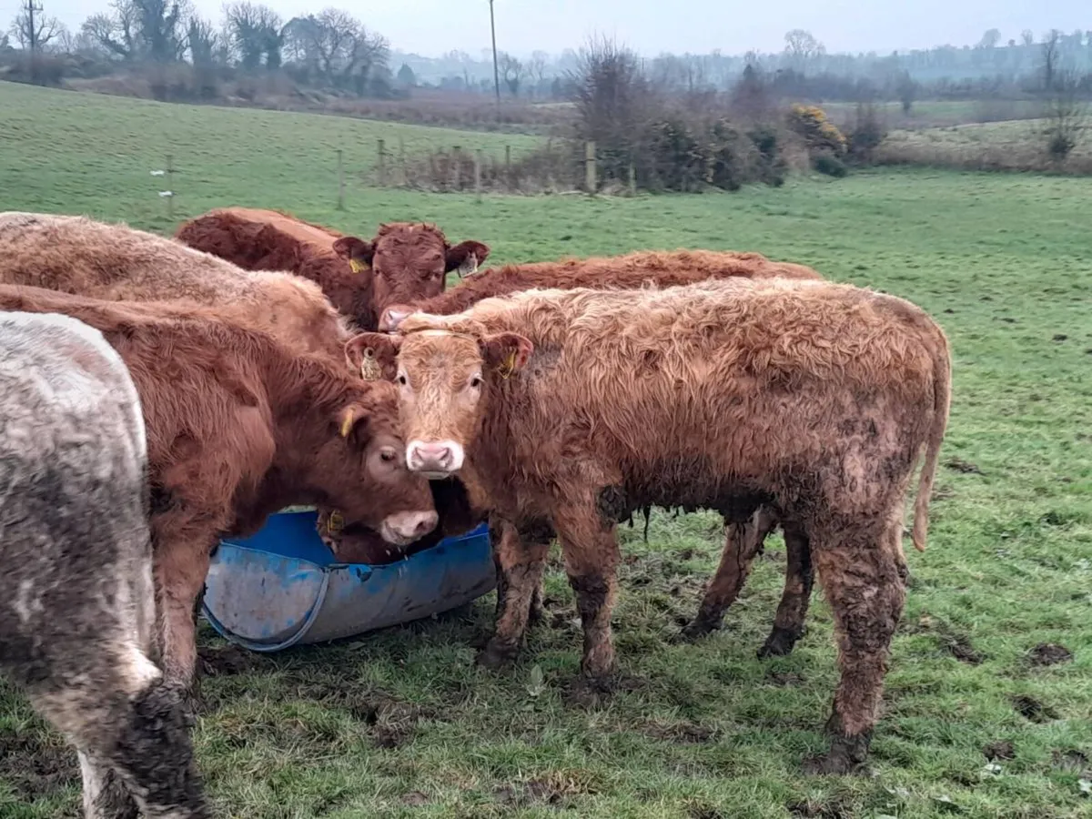 7 Smashing Bullock Weanlings - Image 4
