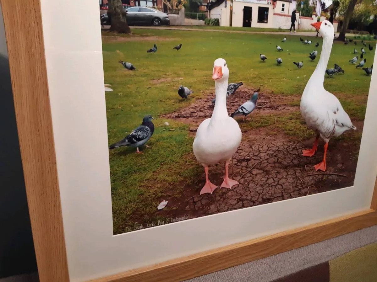 The Lough, Cork - Image 2