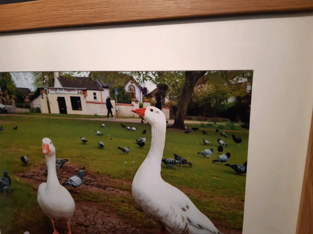 The Lough, Cork - Image 3