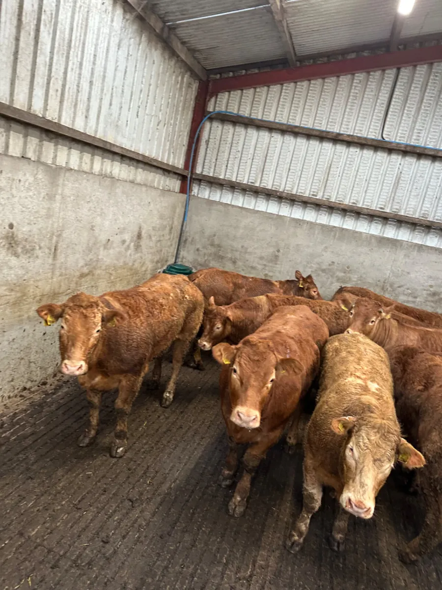 U and E grade lim heifers - Image 4