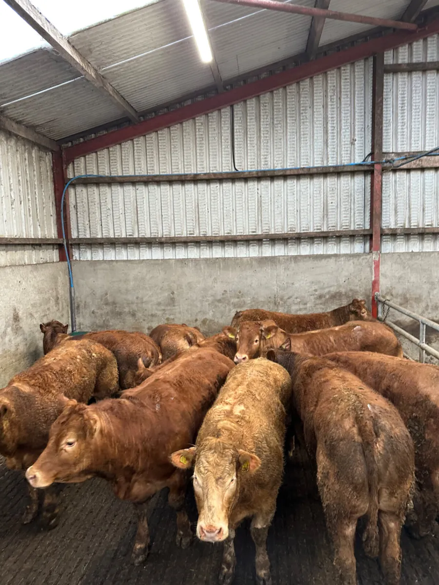 U and E grade lim heifers - Image 3