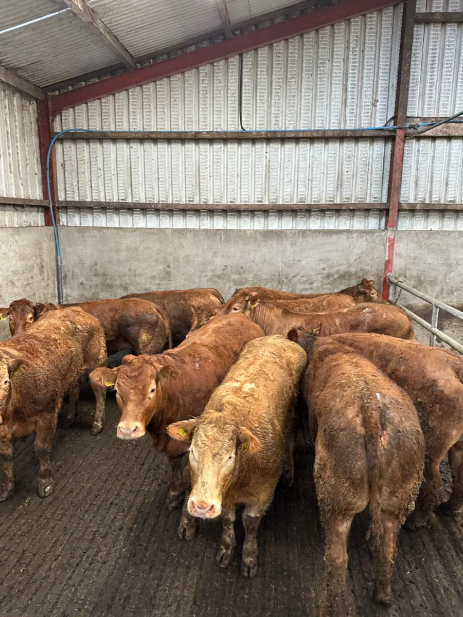 U and E grade lim heifers - Image 1