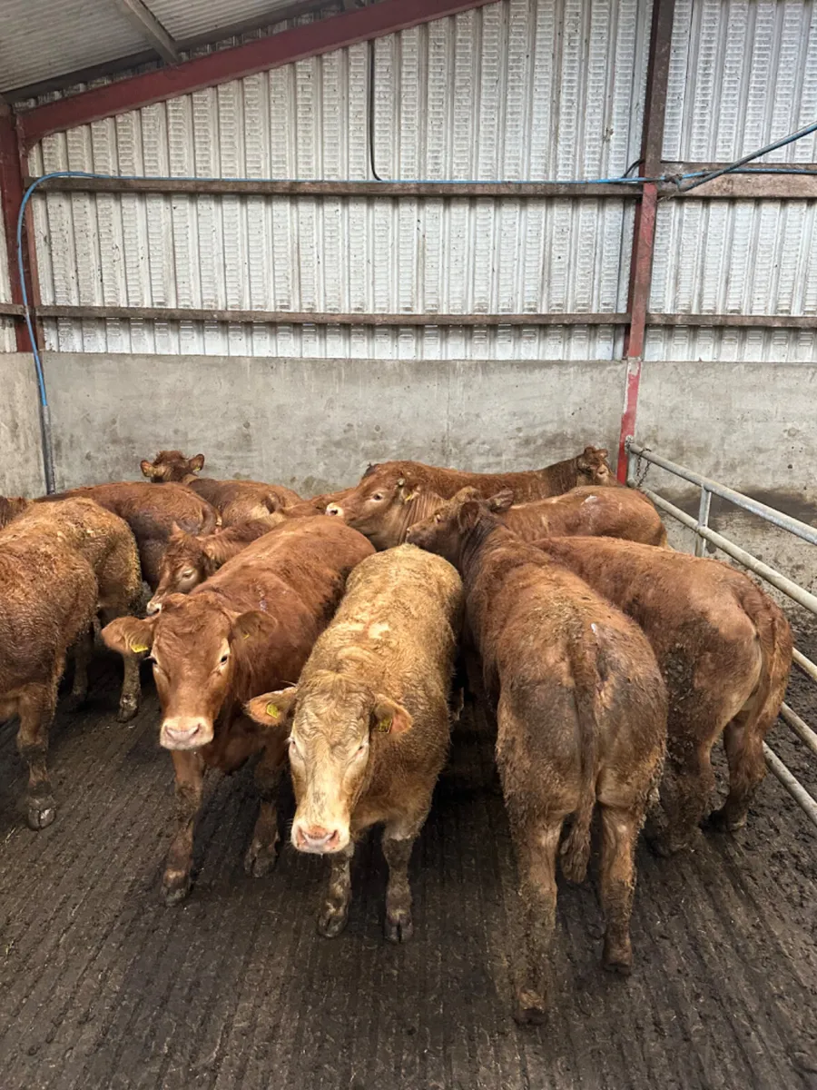 U and E grade lim heifers - Image 2