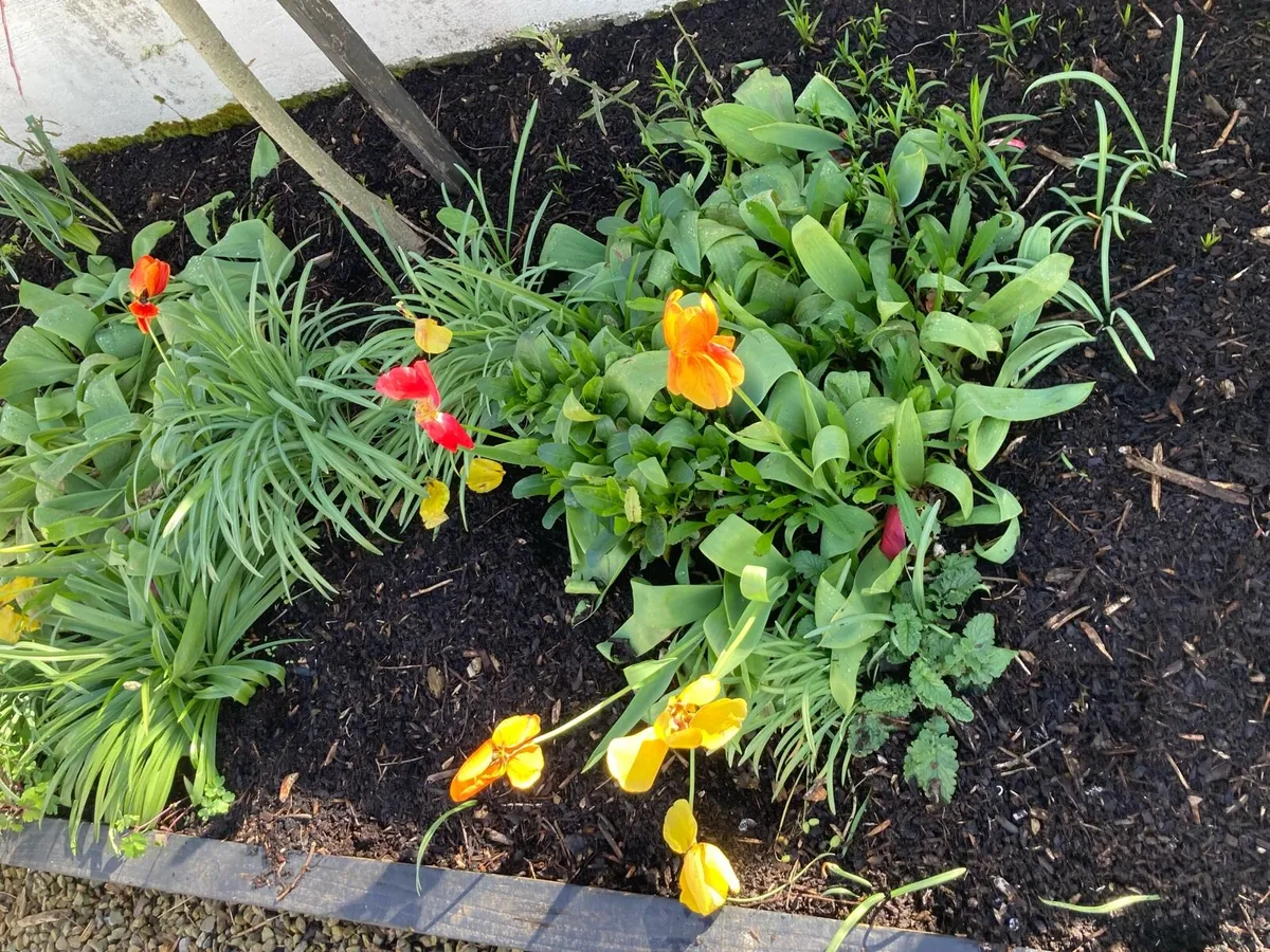 Bark mulch - Image 4