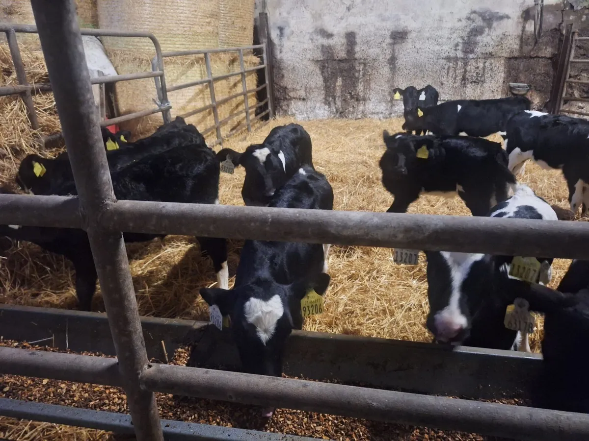 friesan heifer calves - Image 1