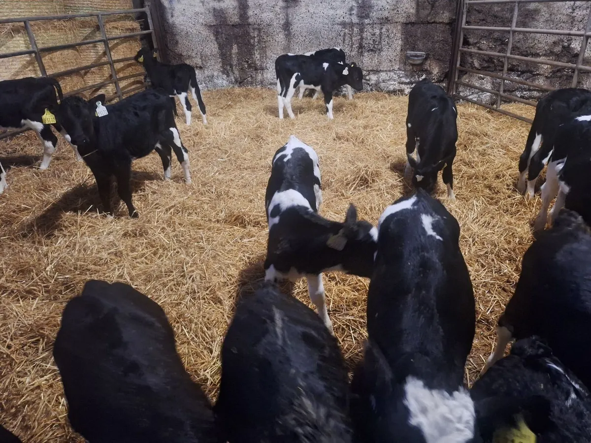 friesan heifer calves - Image 3