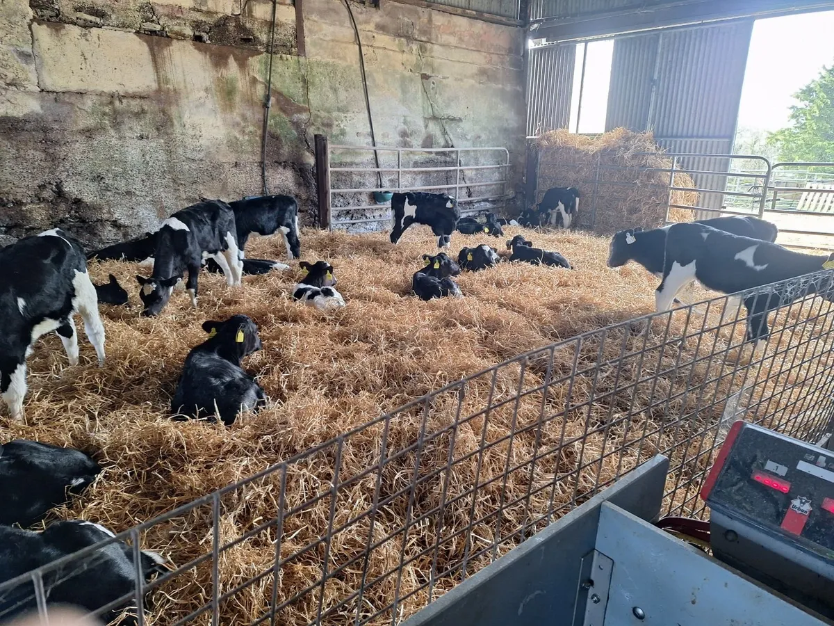 friesan heifer calves - Image 4