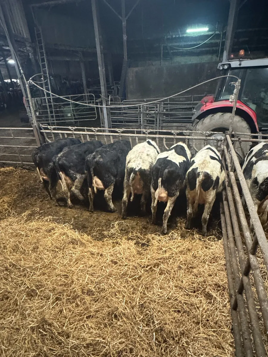 PBR Friesians Calved and In Calf Heifers - Image 1