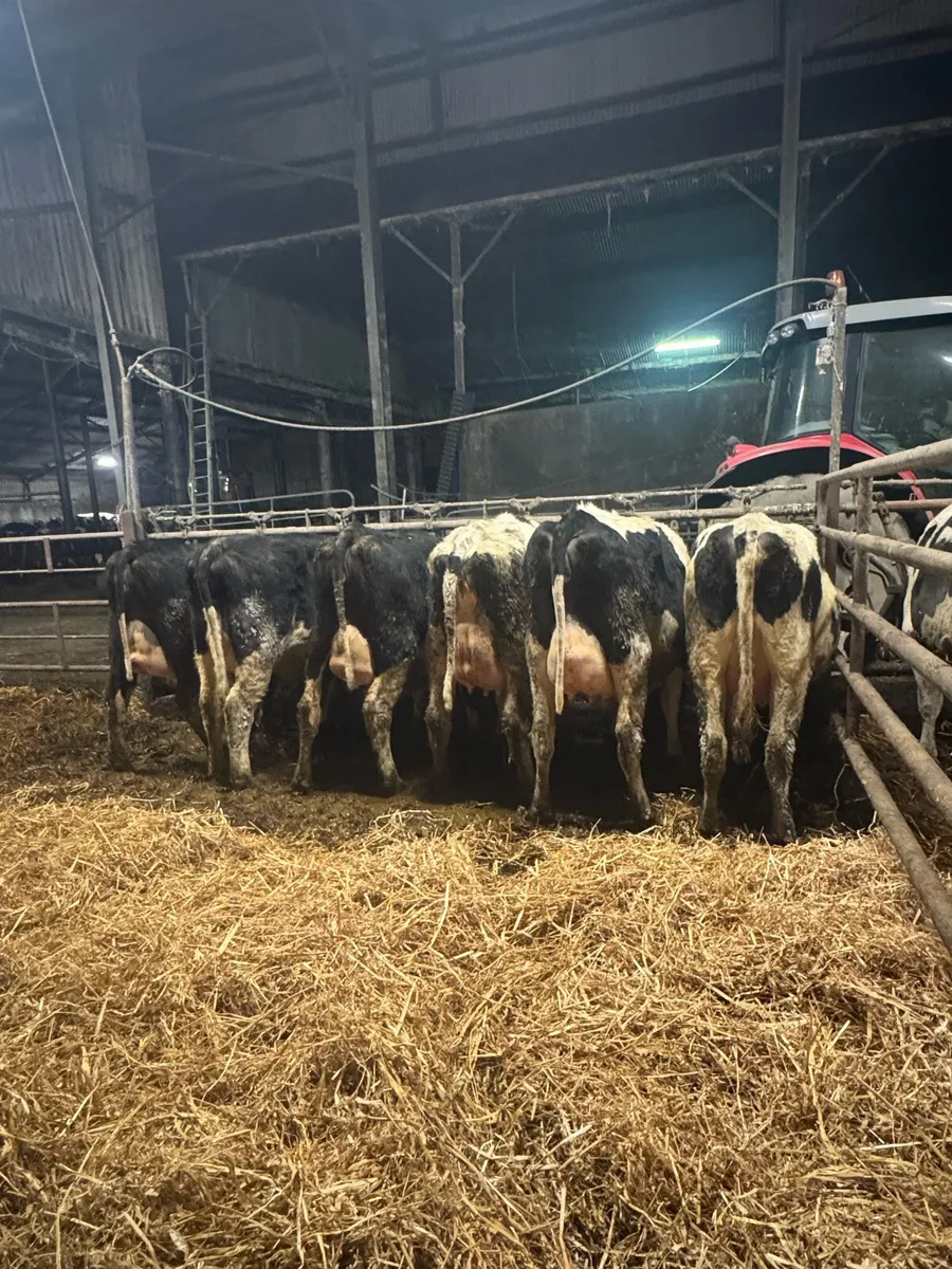 PBR Friesians Calved and In Calf Heifers - Image 2