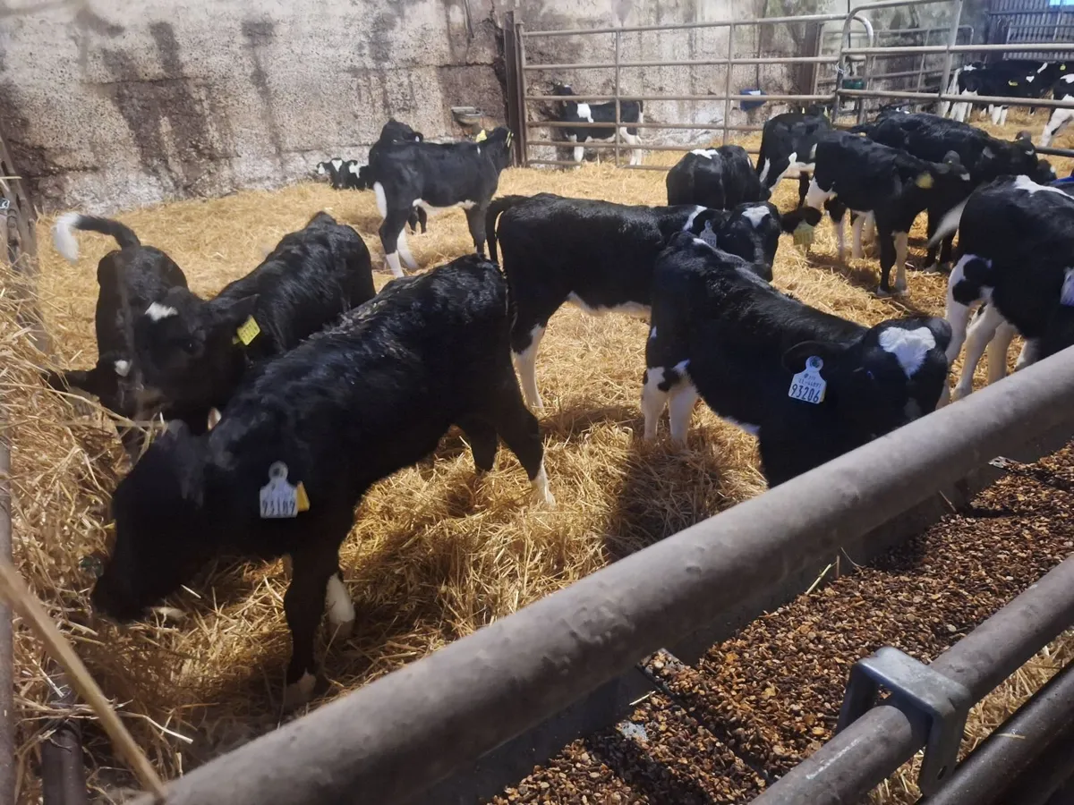 friesan heifer calves - Image 2
