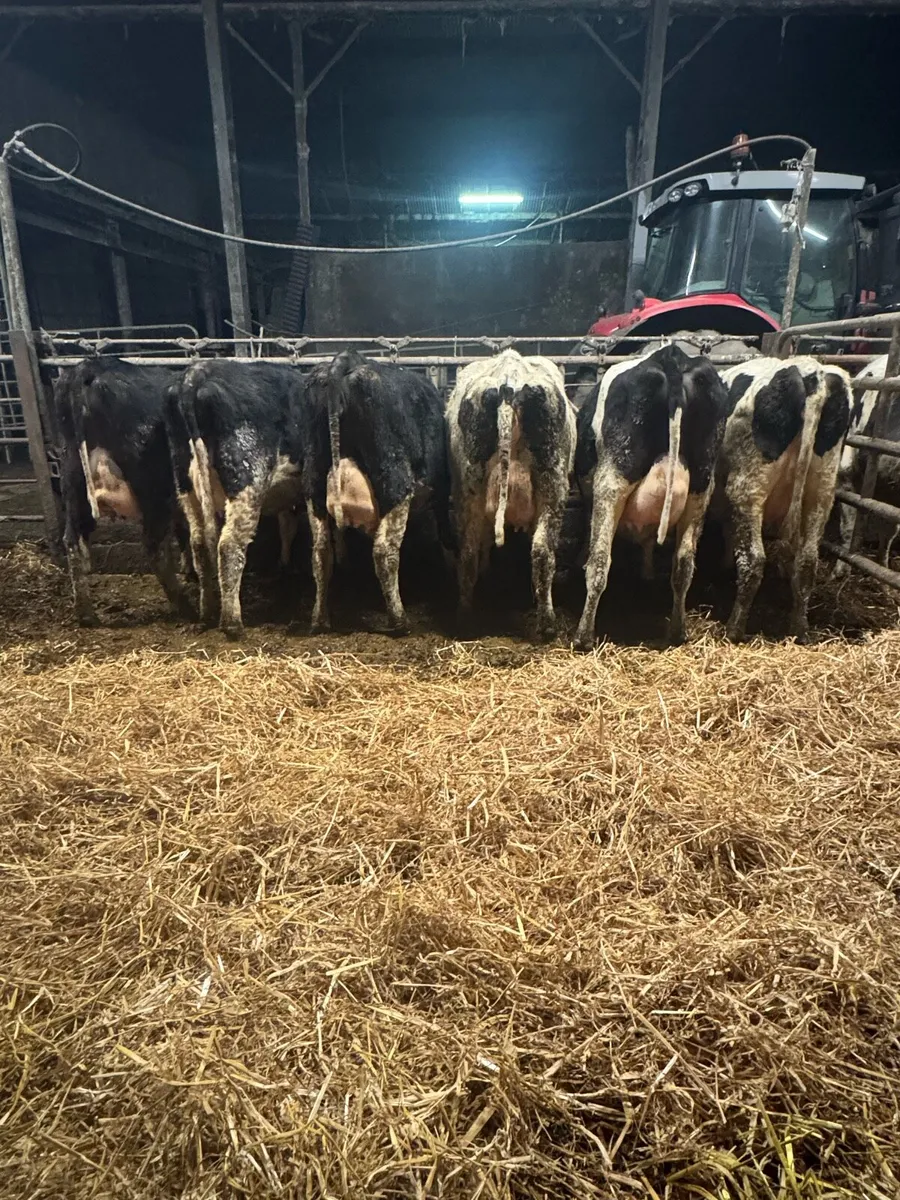 PBR Friesians Calved and In Calf Heifers - Image 3