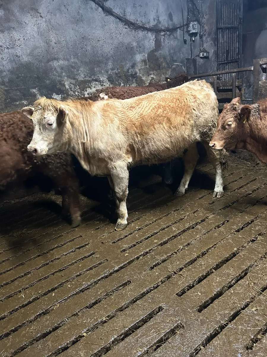 5 star heifer - Image 1