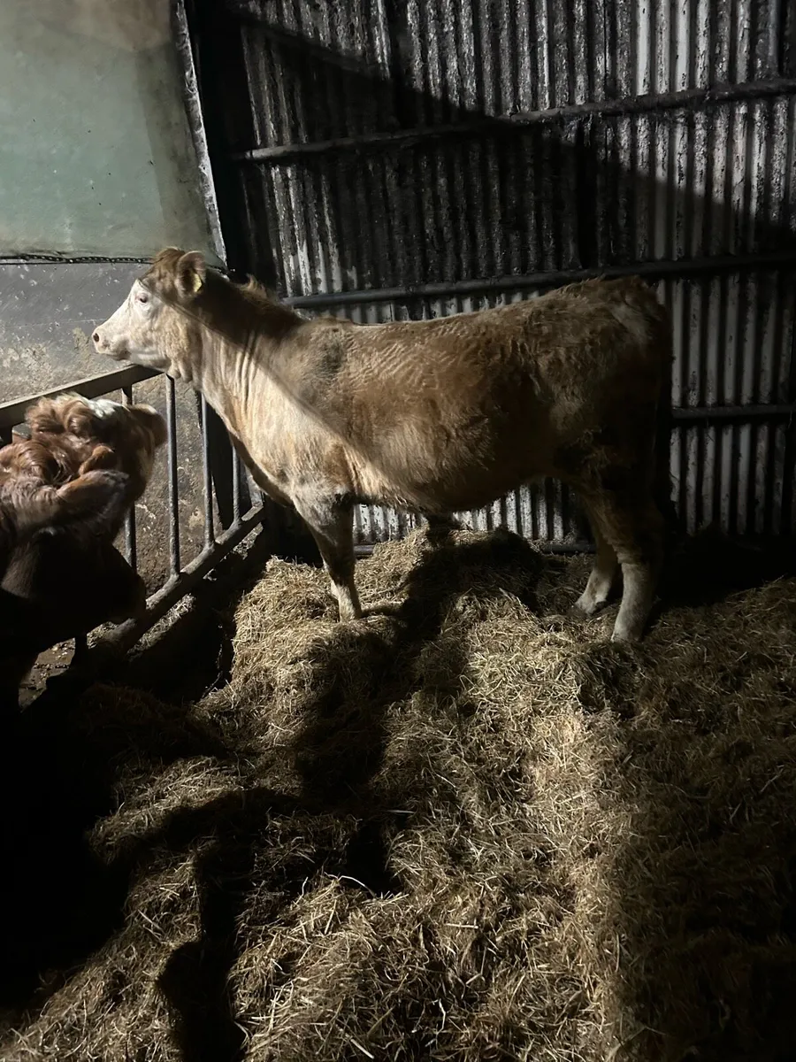 5 star heifer - Image 2