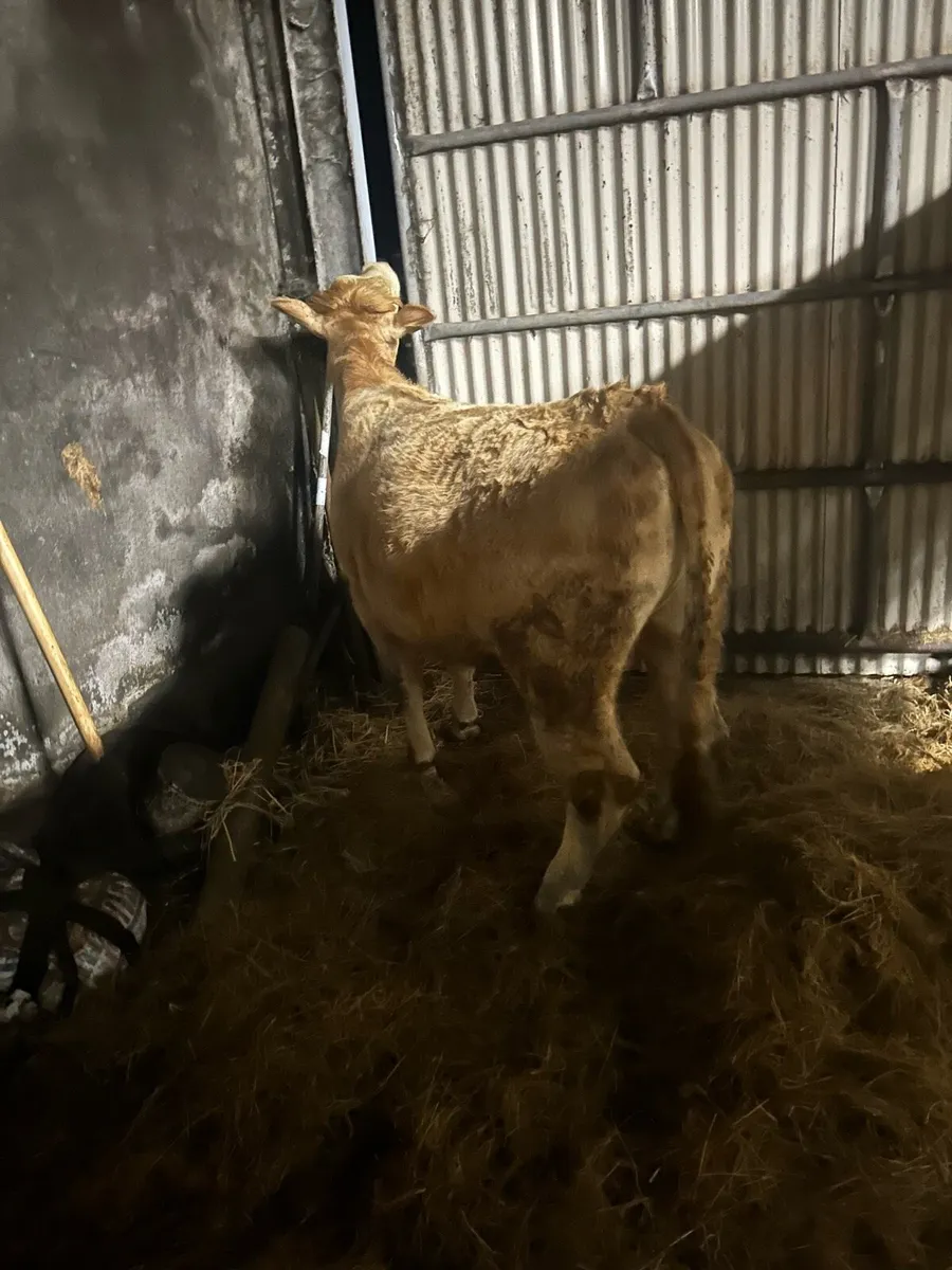 5 star heifer - Image 3