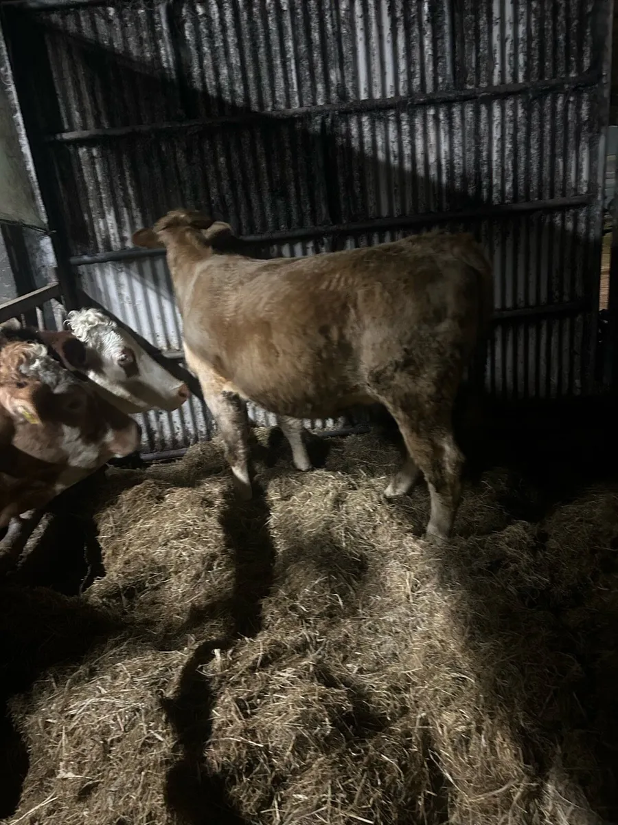 5 star heifer - Image 4