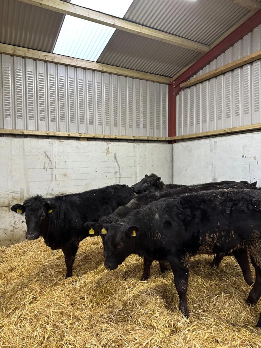 Lim heifers - Image 2