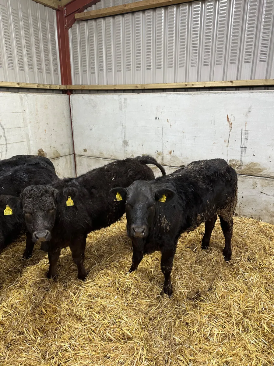 Lim heifers - Image 4