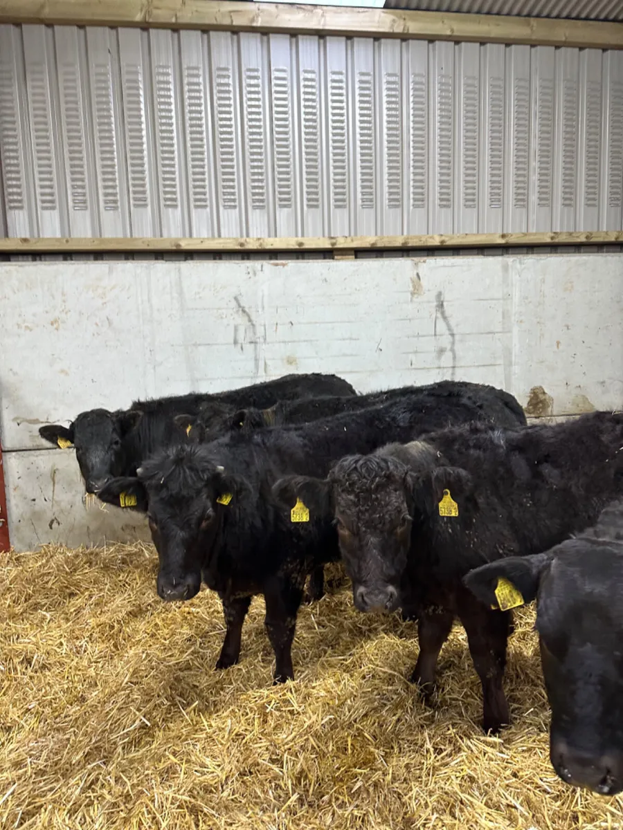 Lim heifers - Image 3