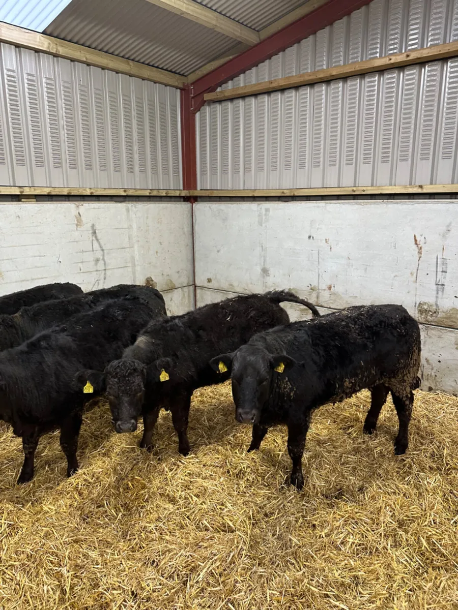 Lim heifers - Image 1