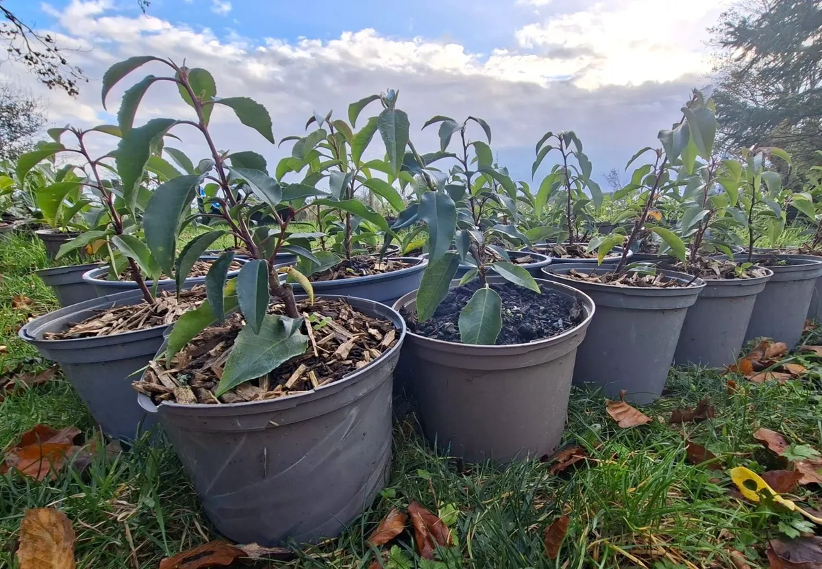 Portuguese Laurel - Image 2