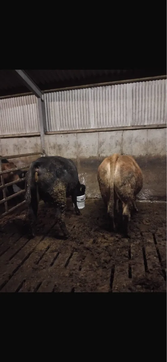 Limousin incalf heifers - Image 2