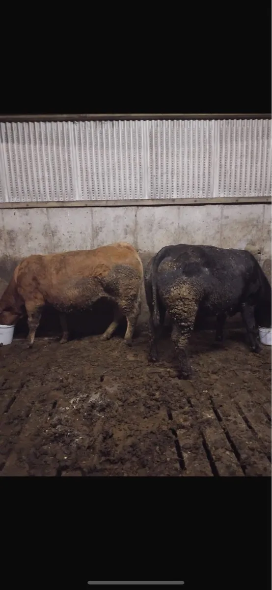 Limousin incalf heifers - Image 1