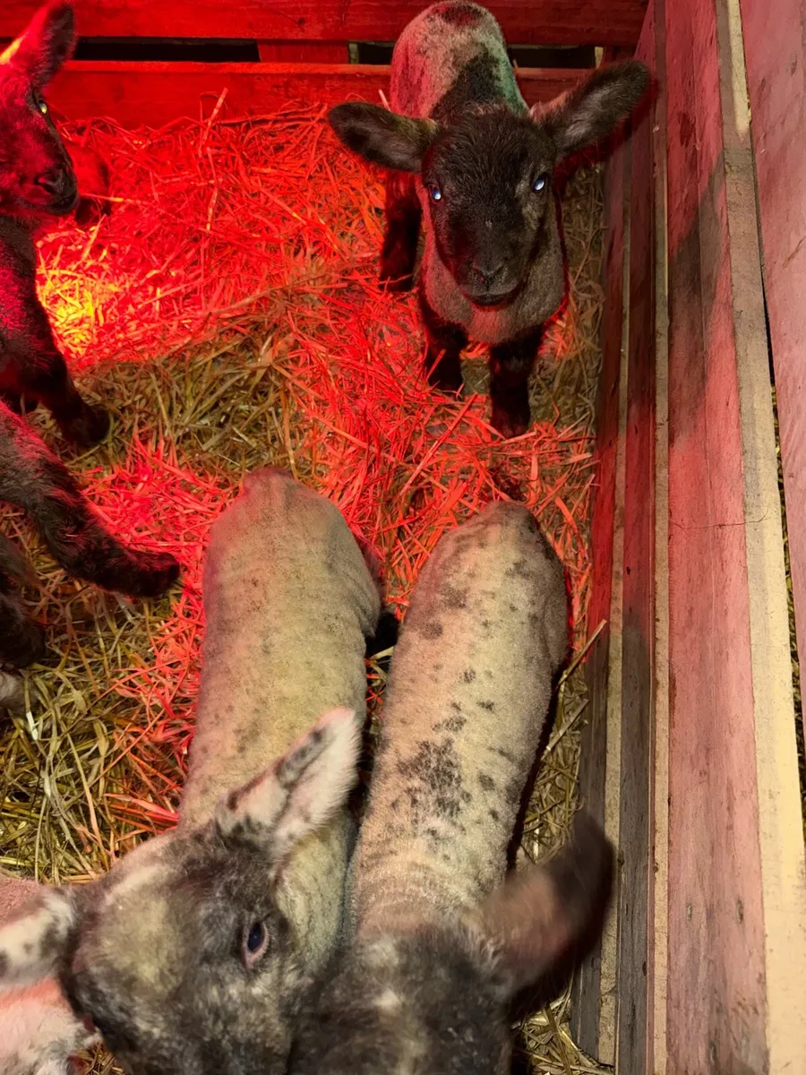 Pet lambs - Image 1