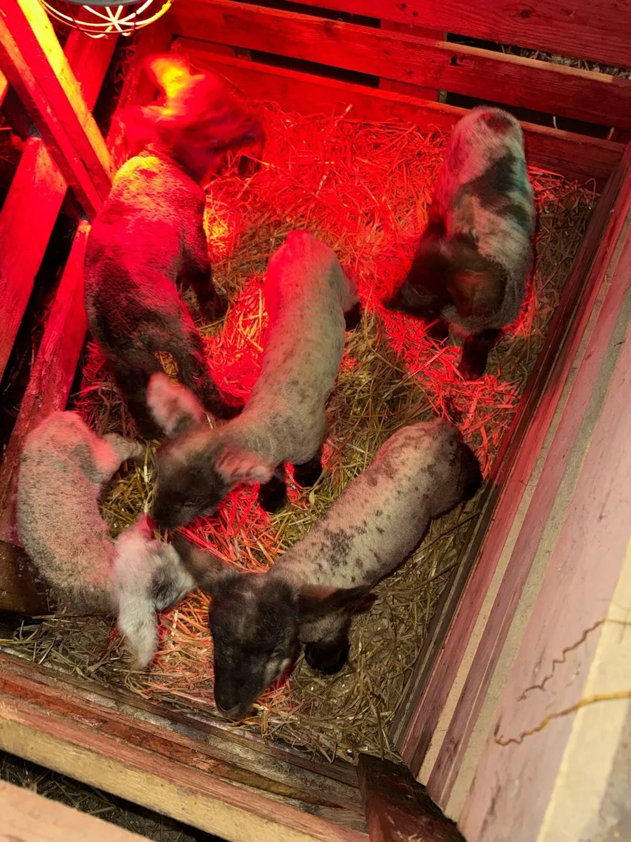Pet lambs - Image 2