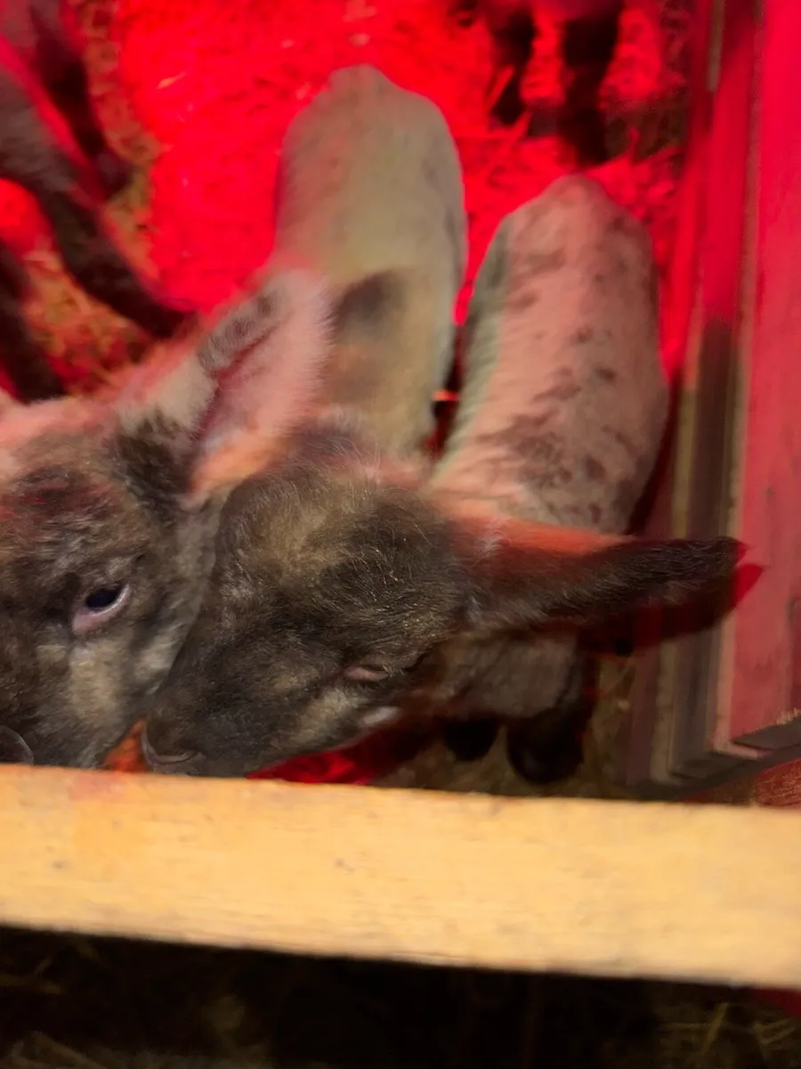 Pet lambs - Image 3