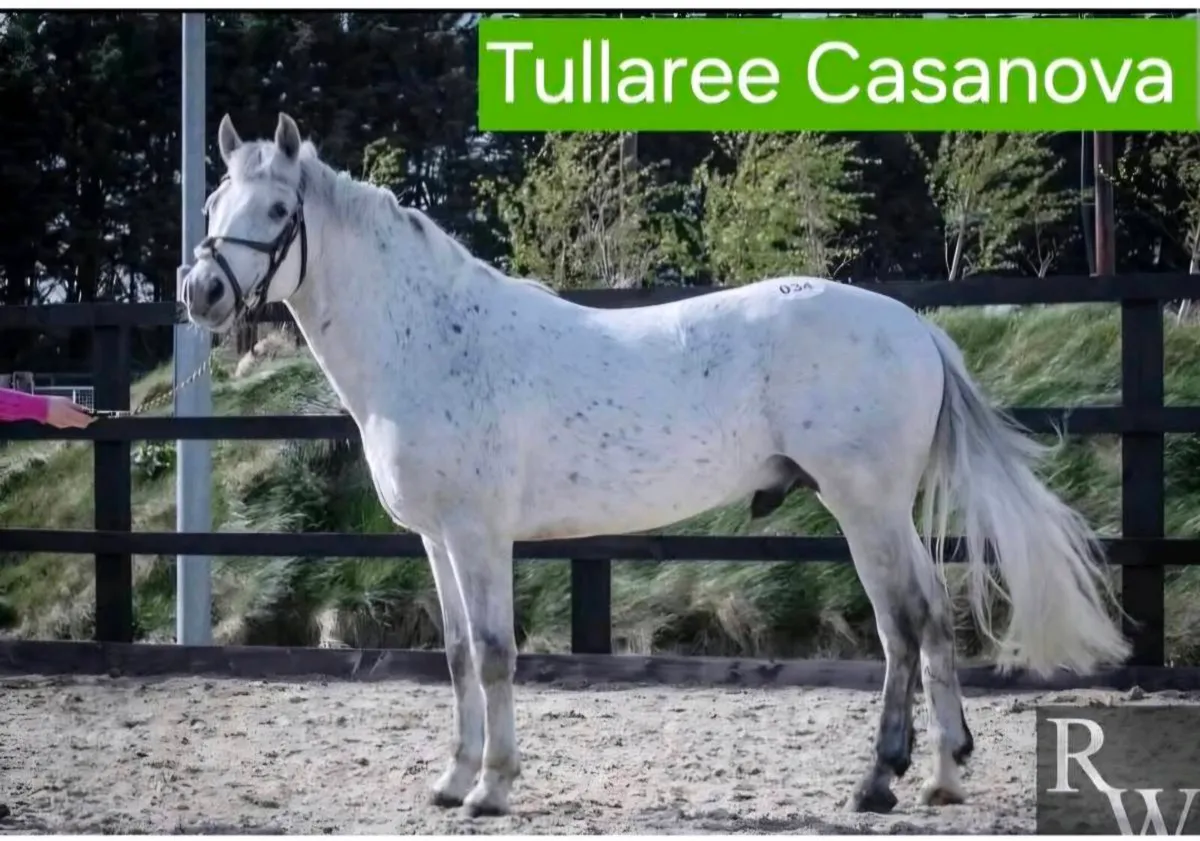 Top Performance Stallions at Stud - Image 3