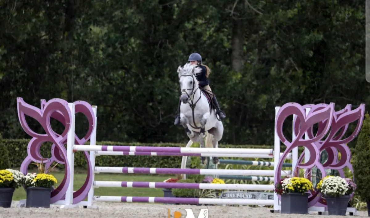 Top Performance Stallions at Stud - Image 4